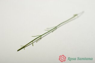 ГАБРИЭЛЬ стебель гвоздики 30см ( 8000 ) без расцветки